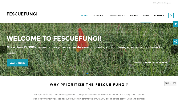 Fescuefungi